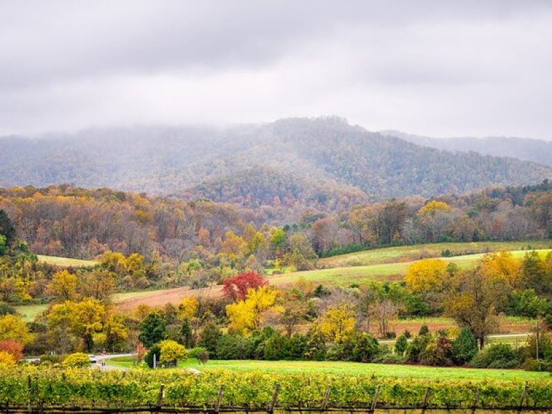 Full-Day Private Virginia Wine Tour Experience from Washington