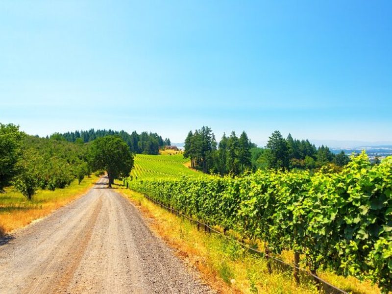 Full Day Private Willamette Valley Wine Tour from Portland