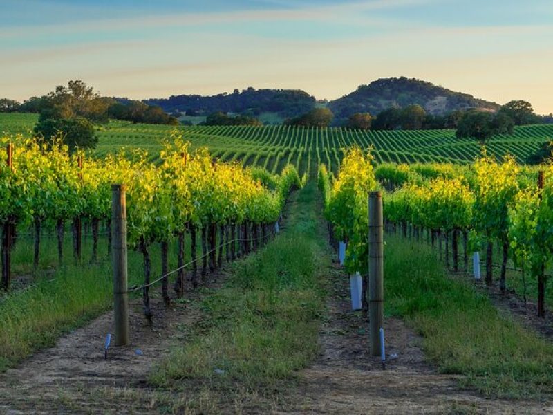 Full-Day Private Sonoma Valley Wine Tour from San Francisco