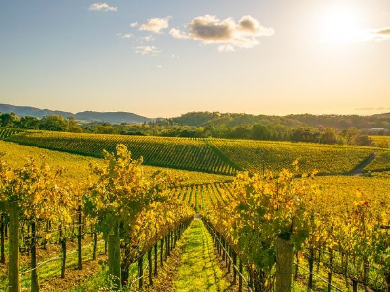 Full-Day Private Napa Valley Wine Tour from San Francisco