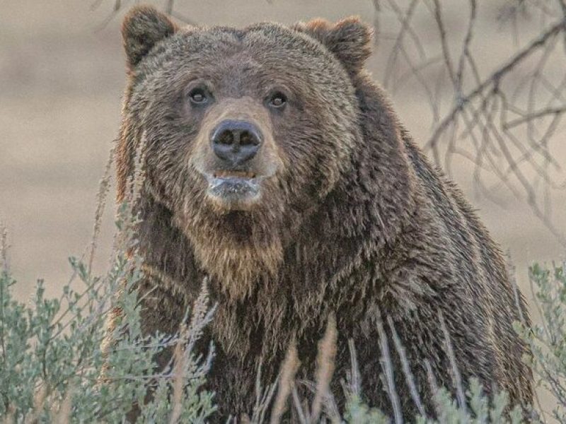 2-Day Private Yellowstone Tour(Lower and Upper Loops w Iconic Sites) w Lunch