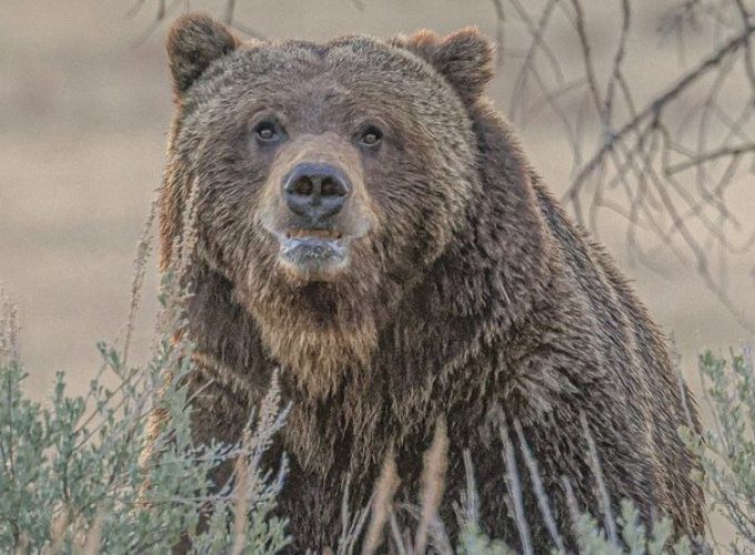 Wildlife Hiking Adventure in Yellowstone with Lunch