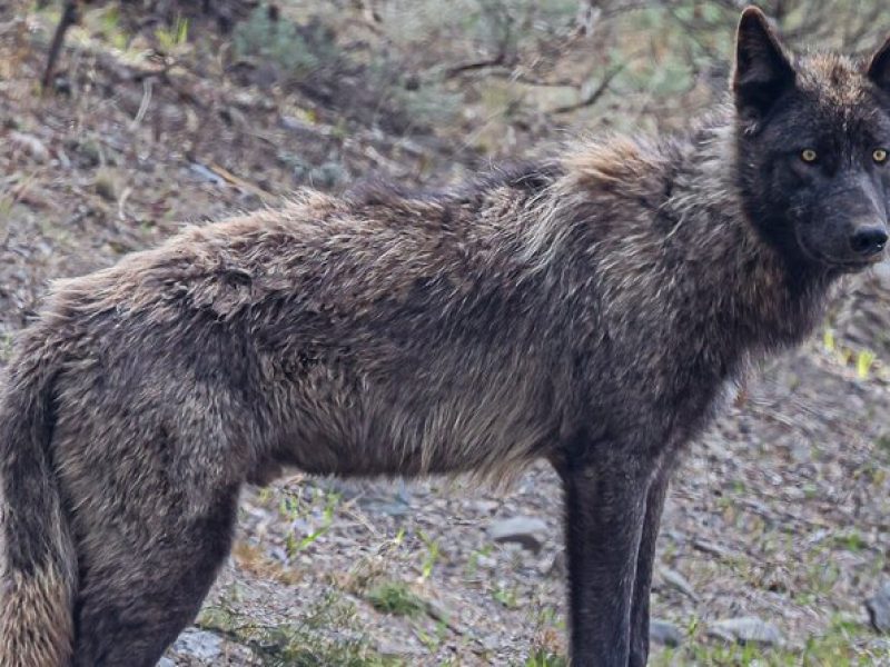 Yellowstone Full-Day Upper Loop Wildlife Adventure w/Lunch