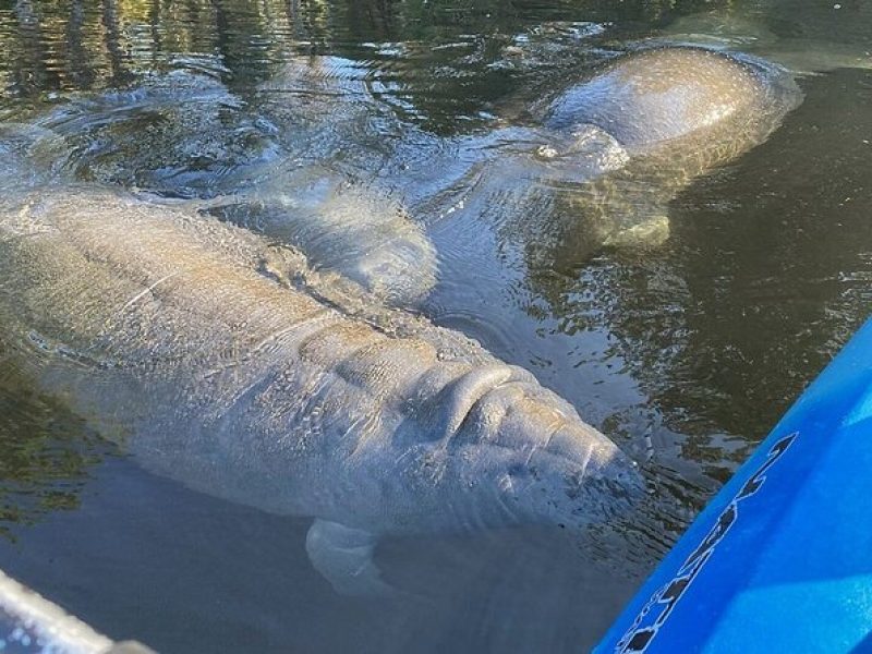 Manatee Kayak Encounter