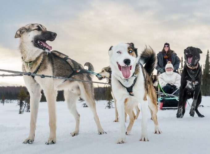 Private Dog Sled Tour