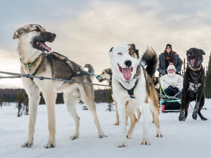 Private Dog Sled Tour