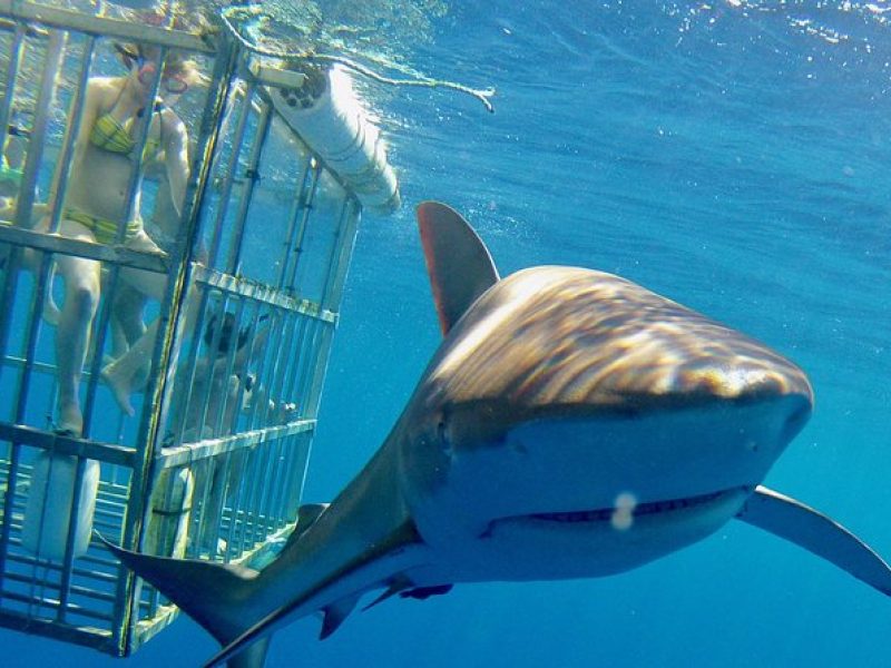 Oahu Shark Dive