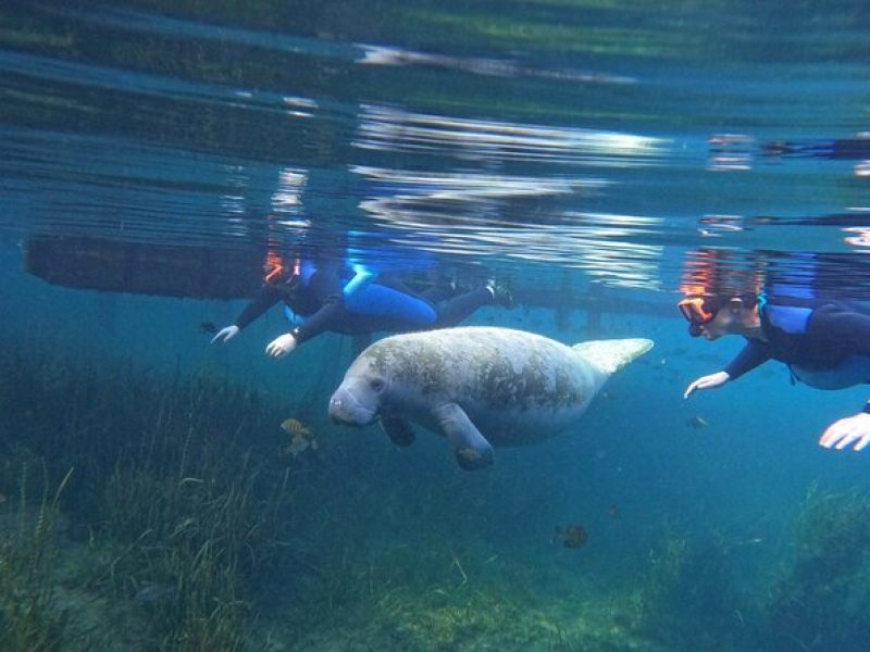 Small Group Manatee Swim Tour With In Water Guide