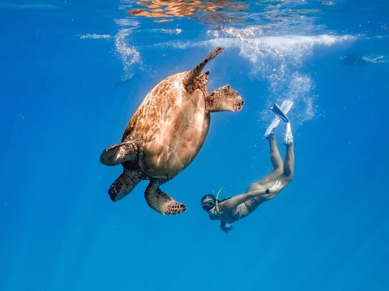 Turtle Canyon Snorkel (Semi Private Boat Tours)