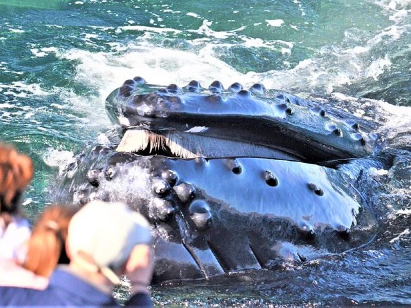 Boston Whale Watching Cruise by High-Speed Catamaran