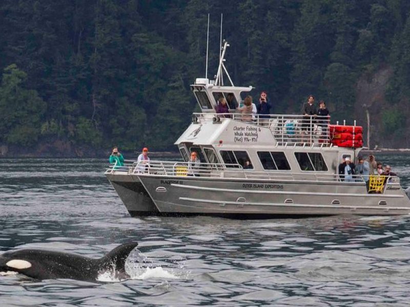 Whale Watching Tour from Anacortes