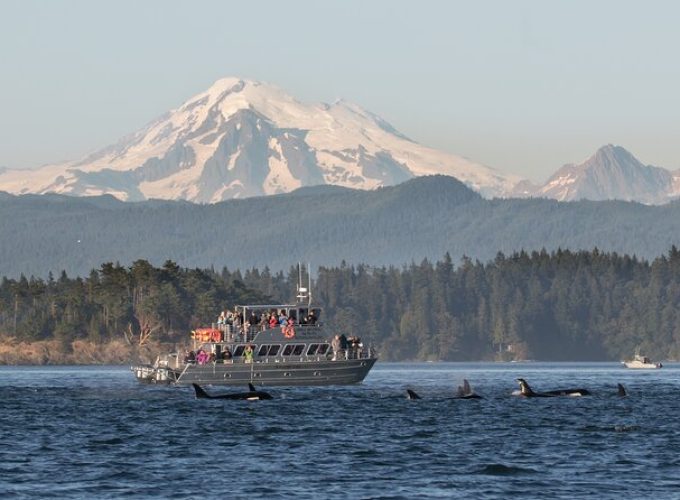 Orcas Island Whale Watching