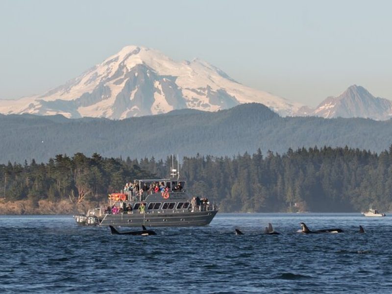 Orcas Island Whale Watching