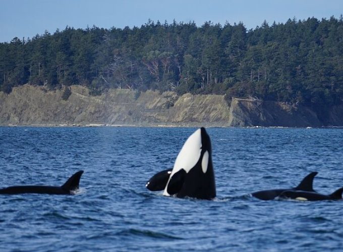 Orca whale tour from Orcas Island