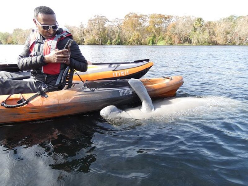 Manatee Discovery Kayak Tour for Small Groups near Orlando