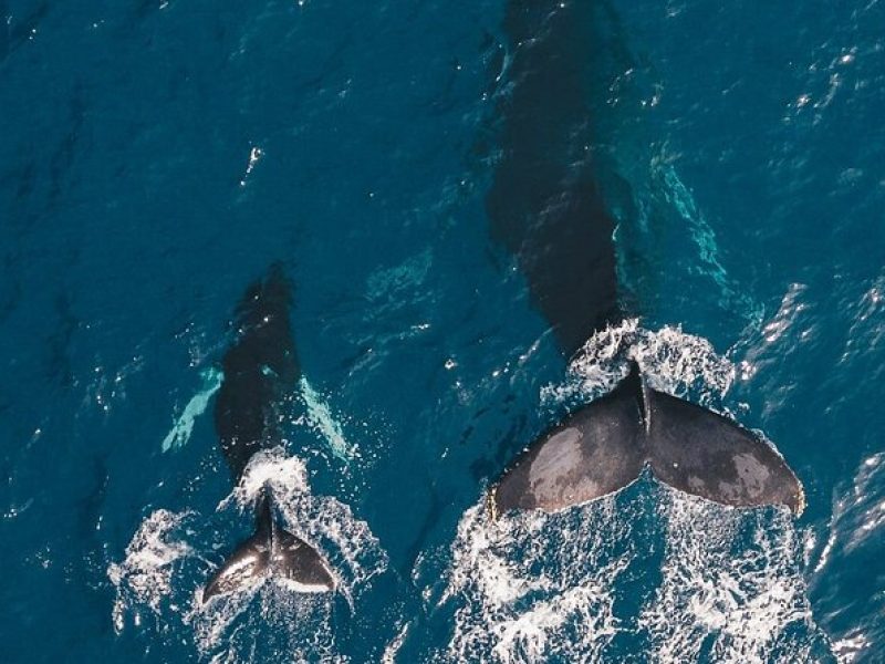 Whale Watching Cruise in Honolulu