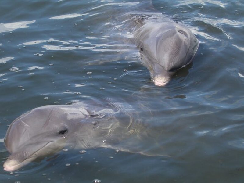 Dolphin Tour in St. Pete Beach