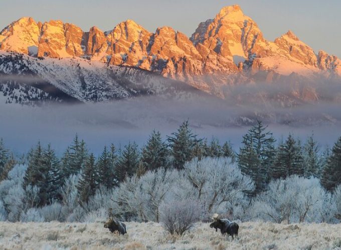 Private Grand Teton Winter Wildlife Safari with Picnic Lunch