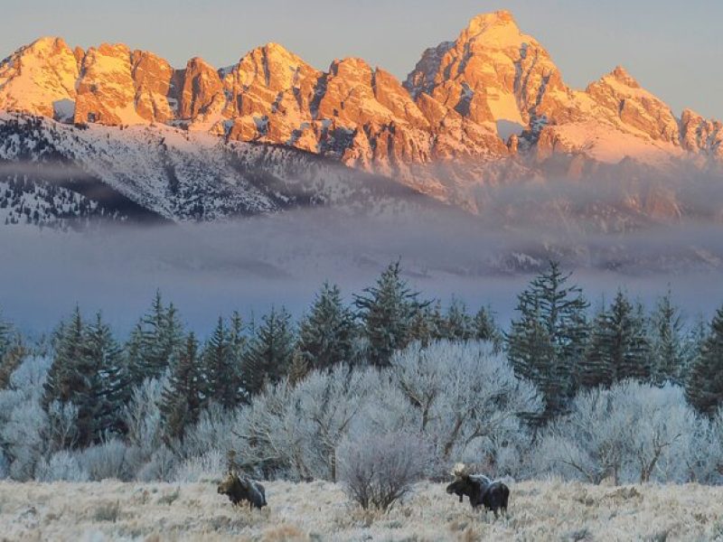 Private Grand Teton Winter Wildlife Safari with Picnic Lunch