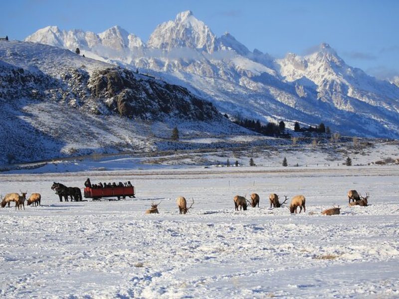 PRIVATE Grand Teton Wildlife Safari, Elk Refuge Sleigh Ride & Lunch