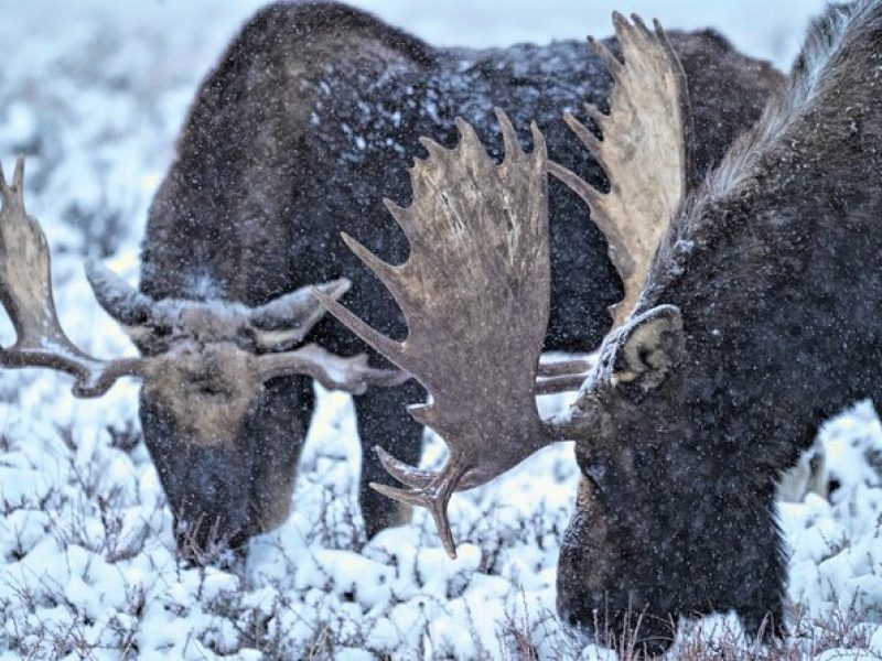 Wildlife Safari, Elk Refuge Sleigh Ride, Winter Camp Igloo Dinner