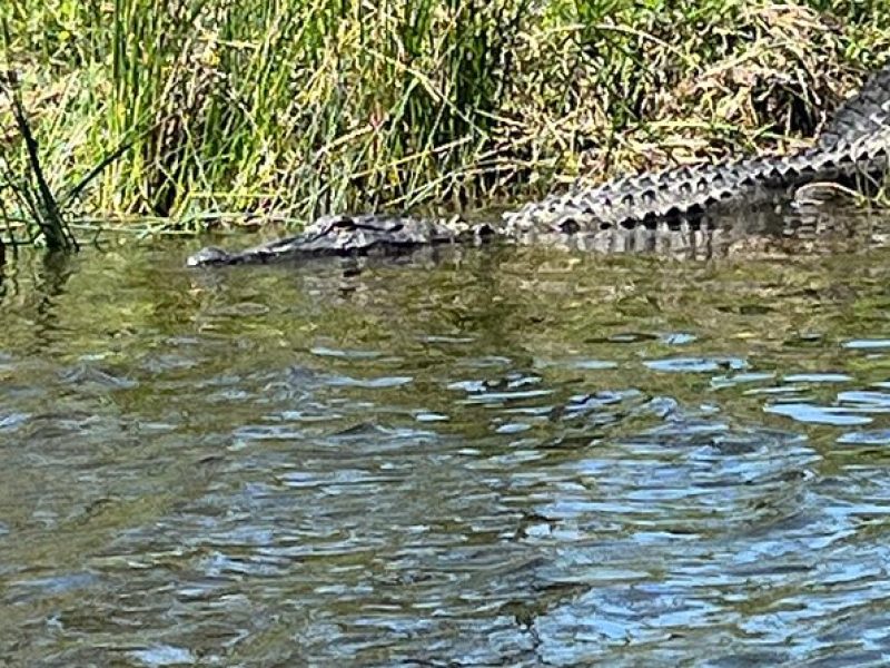 Historical Scenic Water Trail Kayak Tour of St. Tammany Parish