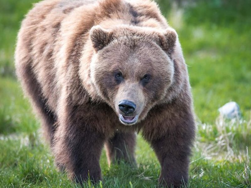 Alaska Wildlife Tour