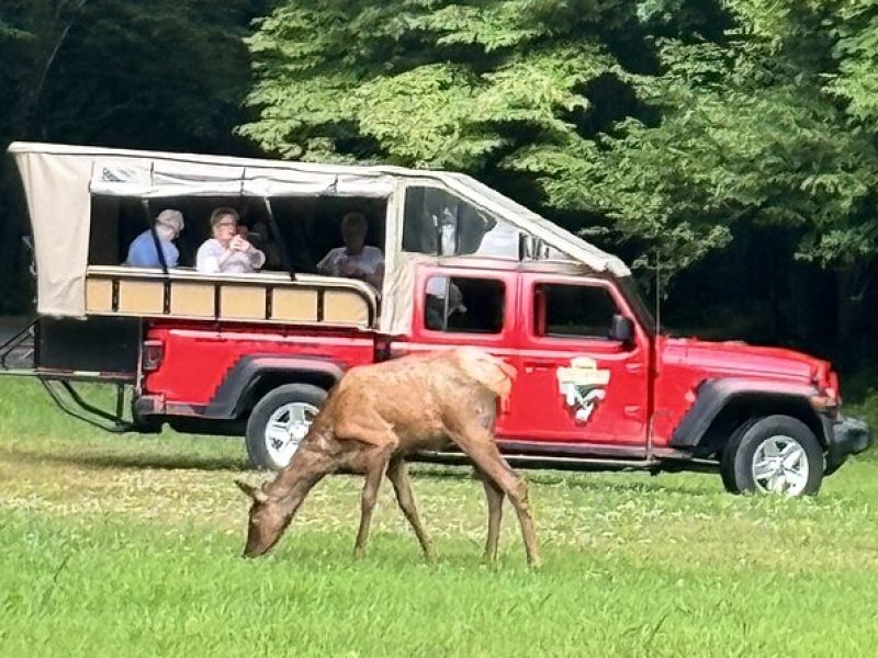 (4 HR) Guided Safari Jeep Eco ELK Adventure