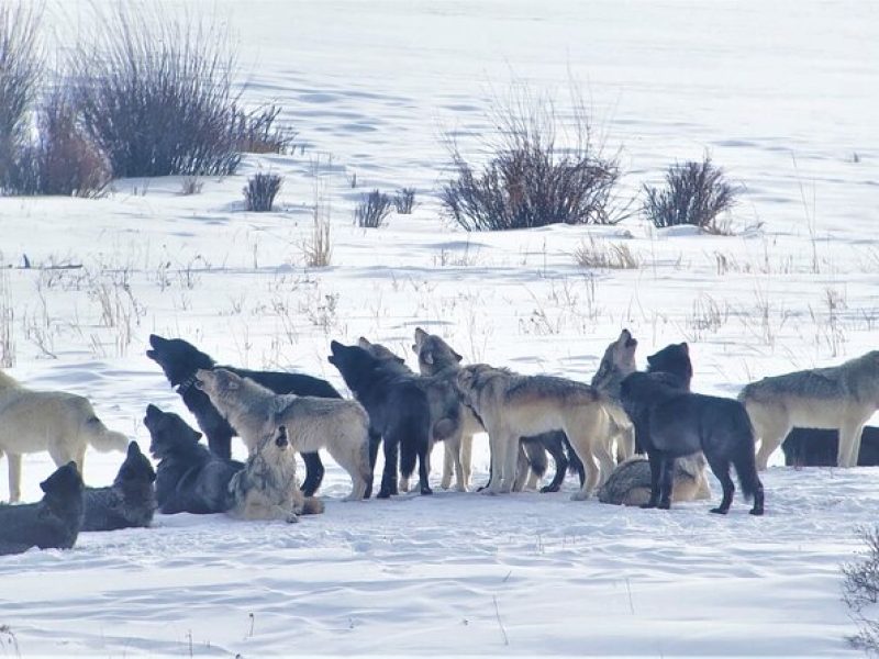 PRIVATE Wolf & Wildlife Watching in Yellowstone's Lamar Valley