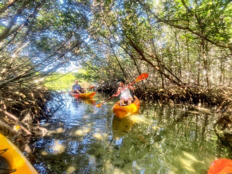 Private Guided NautiKayak Adventure via Mangrove to Shell key