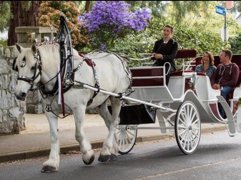 Central Park and NYC Horse Carriage Ride OFFICIAL ( ELITE Private) Since 1970™