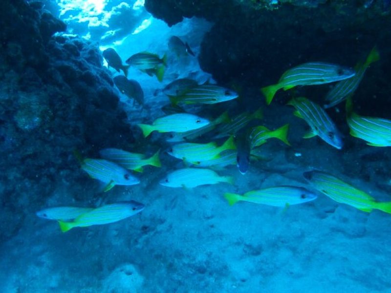 Semi -Private Snorkel Escursions in Lahaina, Maui