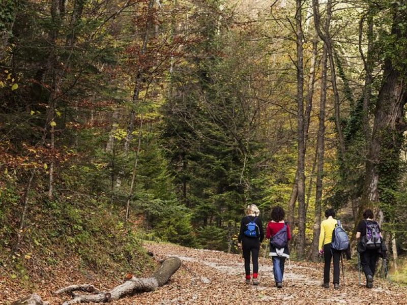 Guided Shared Group Forest Bathing Session in Serene Woodland Park