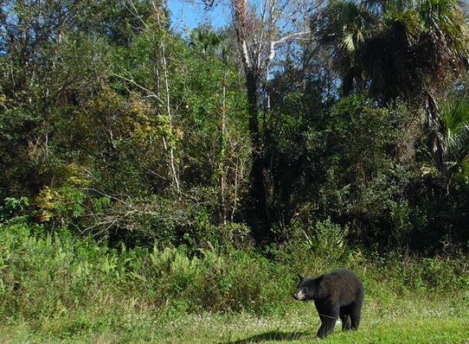 Dark Sky's in the Florida Everglades