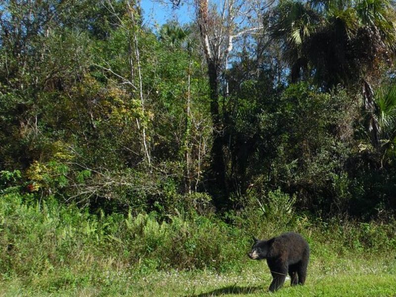 Dark Sky's in the Florida Everglades