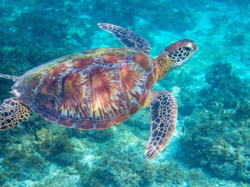 Waikiki Turtle Snorkeling Tour