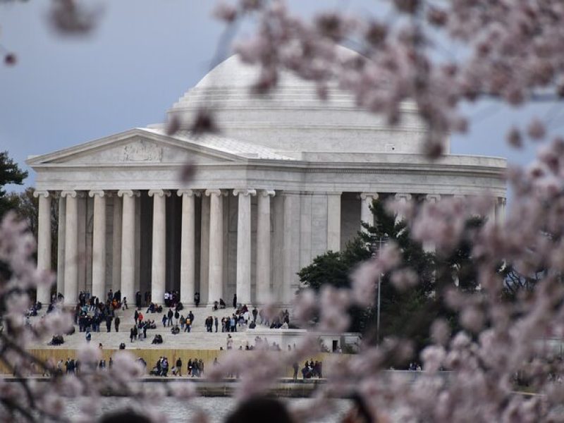 Cherry Blossom Private Bus Tour of Washington DC