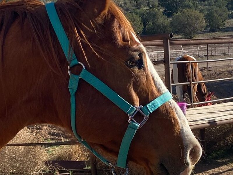 Grand Canyon Horseback Tour