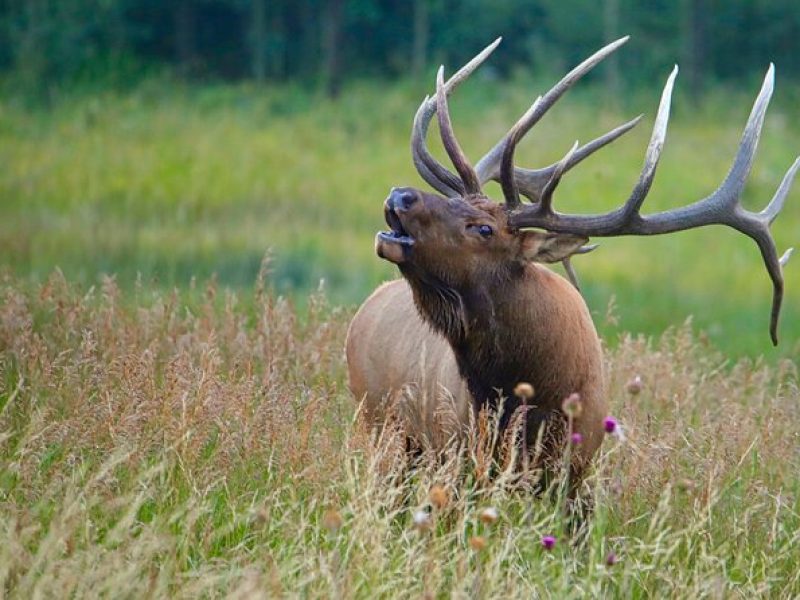 Half-Day Rocky Mountain National Park "Lake and Meadows Tour"