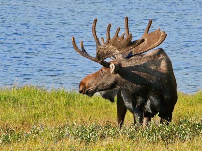 Full-Day Rocky Mountain National Park "Over The Top Tour" – RMNPhotographer