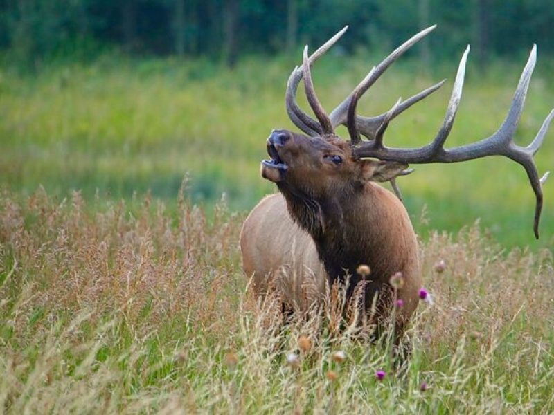 3/4 Day Rocky Mountain NP "Mountain to Sky+Bear Lake Rd" Tour – RMNPhotographer