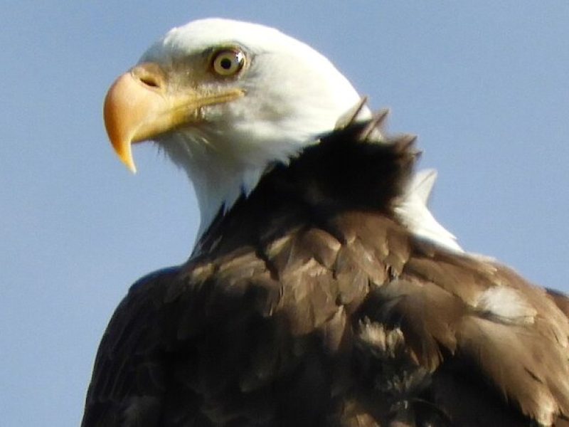 Colorado's Birds of Prey Full-Day with Lunch