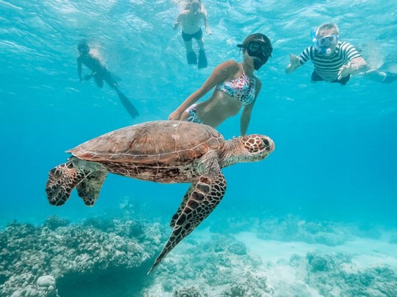 Turtle Canyon Snorkel Catamaran Excursion from Waikiki, Oahu