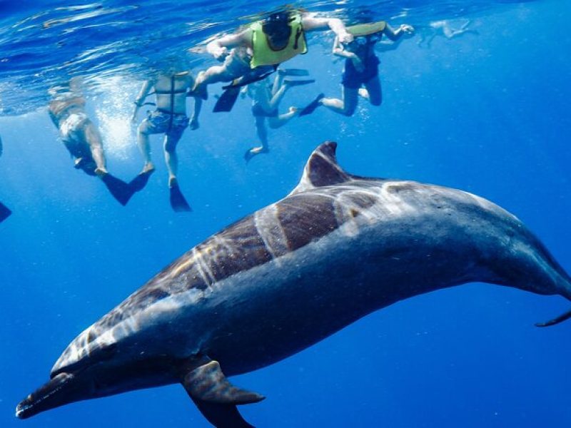 Oahu: 3 Hour Dolphin Swim and Snorkeling Speedboat Tour