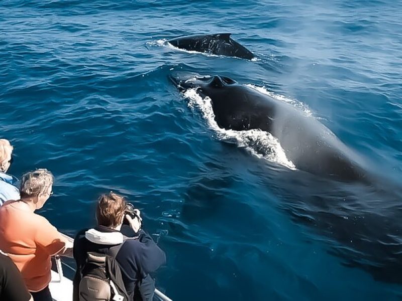 Whale Watching in Kona