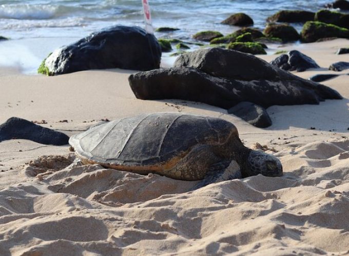 Circle Island Tour with Snorkeling & Turtles