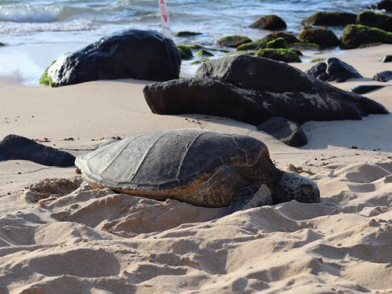 Circle Island Tour with Snorkeling & Turtles