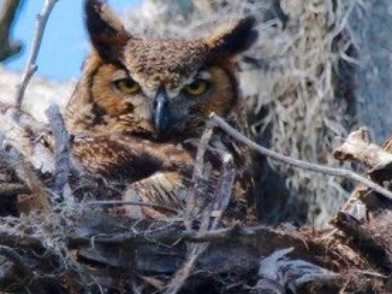 1 Hour Historical Wildlife Tour of The Famous Chain of Lakes