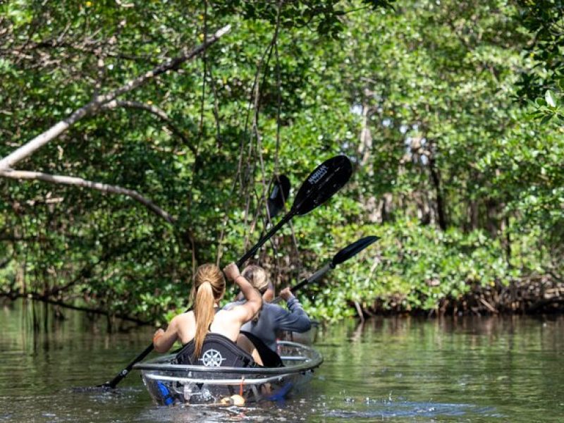 Clear Kayak Tour in North Miami Beach – Mangrove Tunnels