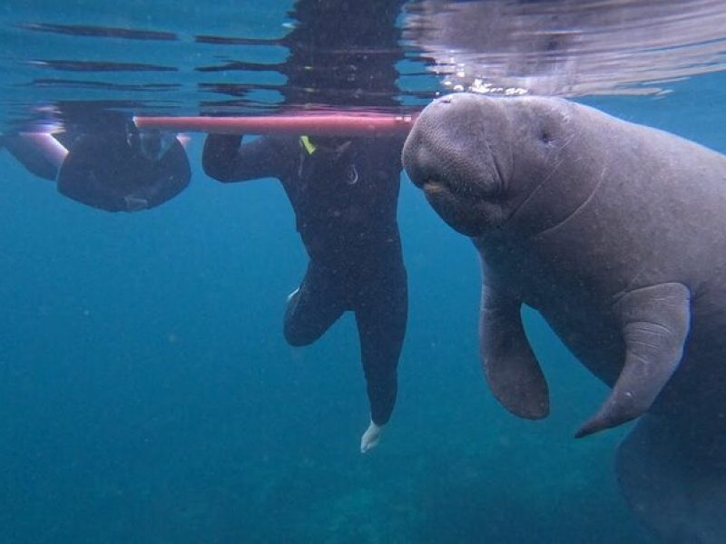 3-Hour Small Group All-Inclusive Manatee Swim with Photo Package